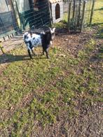 Dwergbok, Meerdere dieren, Schaap