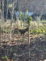 Kempische leghorn patrijs gemengde haan, Mannelijk, Kip