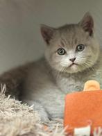 Vier prachtige kittens beschikbaar!, Dieren en Toebehoren, Katten en Kittens | Overige Katten, Poes, Kortharig, 0 tot 2 jaar