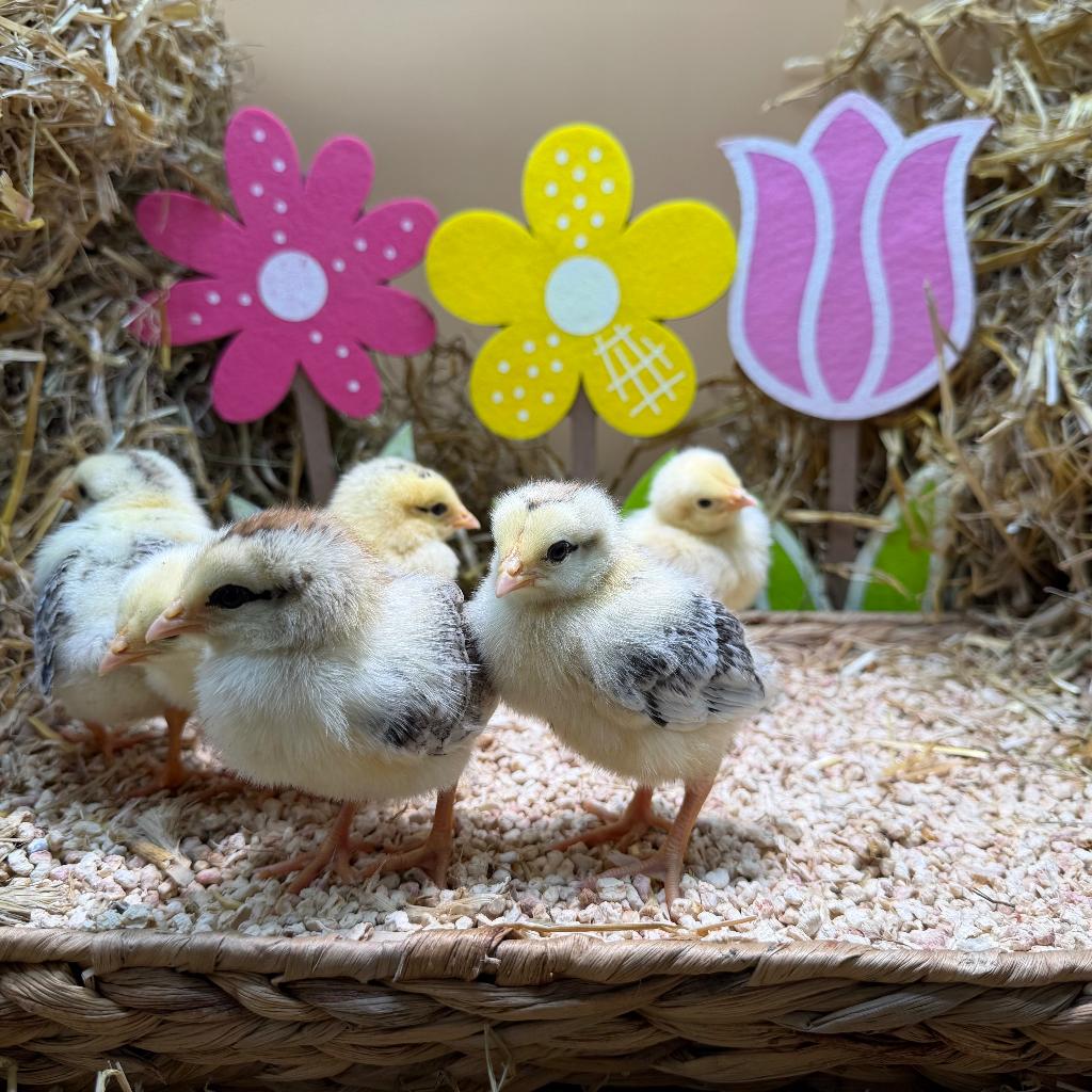 Jonge tamme Sussex kuikens gesekst & ingeënt, Dieren en Toebehoren, Vrouwelijk, Kip