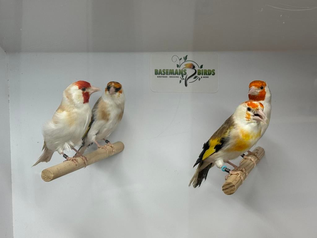 Majoor putters - carduelis carduelis, Dieren en Toebehoren, Meerdere dieren, Wildzangvogel, Geringd