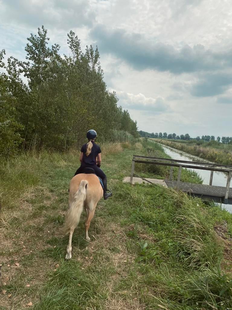 Verzorg/bijrijdpaard gezocht, ervaren ruiter aangeboden