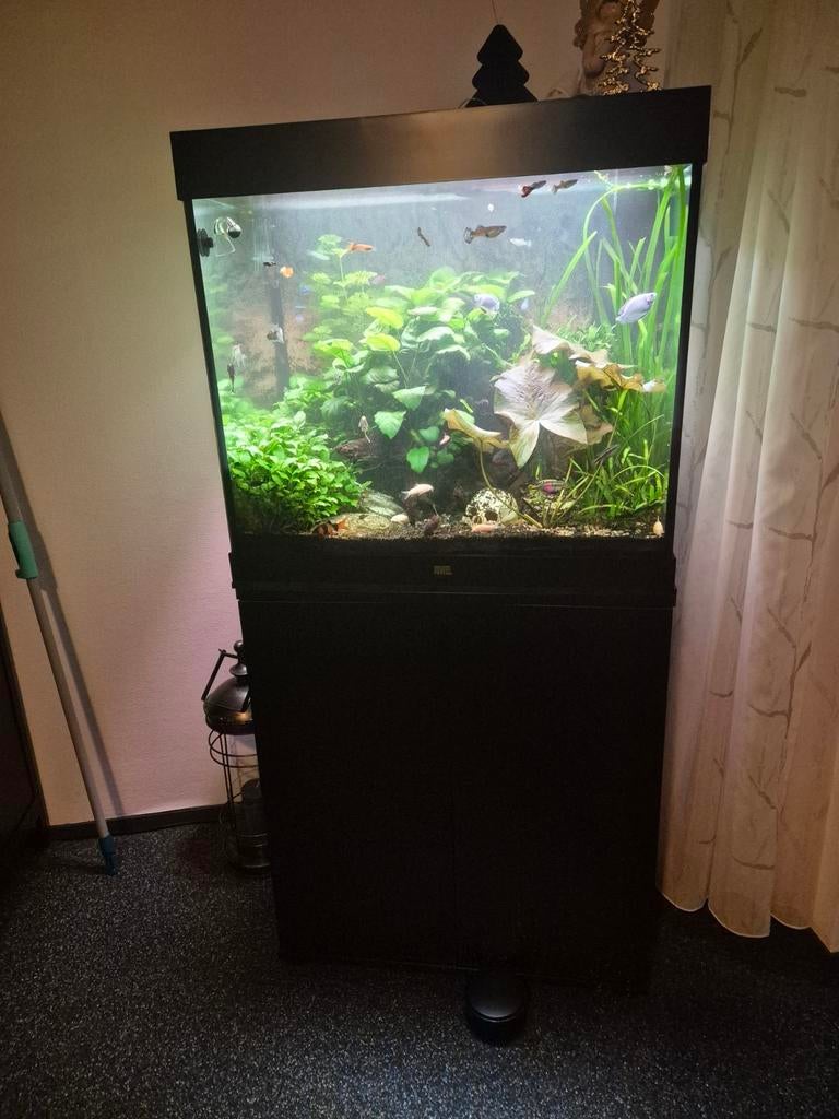 Aquarium Lido 200, Dieren en Toebehoren, Ophalen, Leeg aquarium