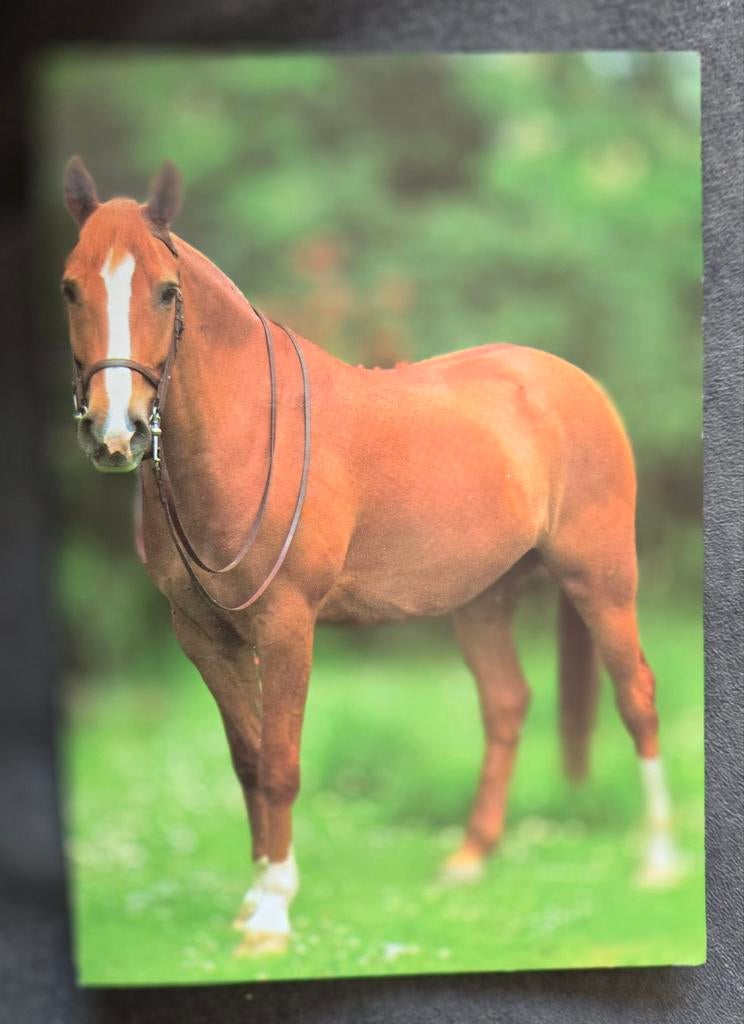 Mooi bruin paard in de wei, Verzenden, Gelopen, Paard
