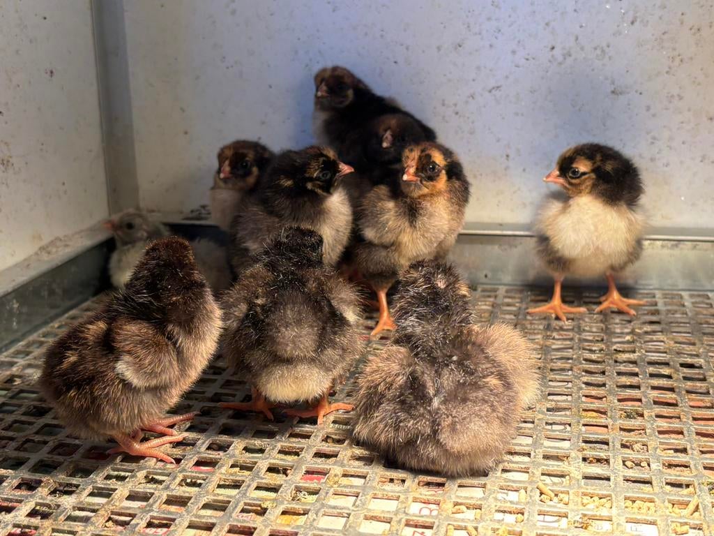 Kuikens Wyandotte kriel, Dieren en Toebehoren, Pluimvee, Meerdere dieren, Kip