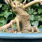 Bonsai kastanje aangeboden, Ophalen, Halfschaduw, Overige soorten