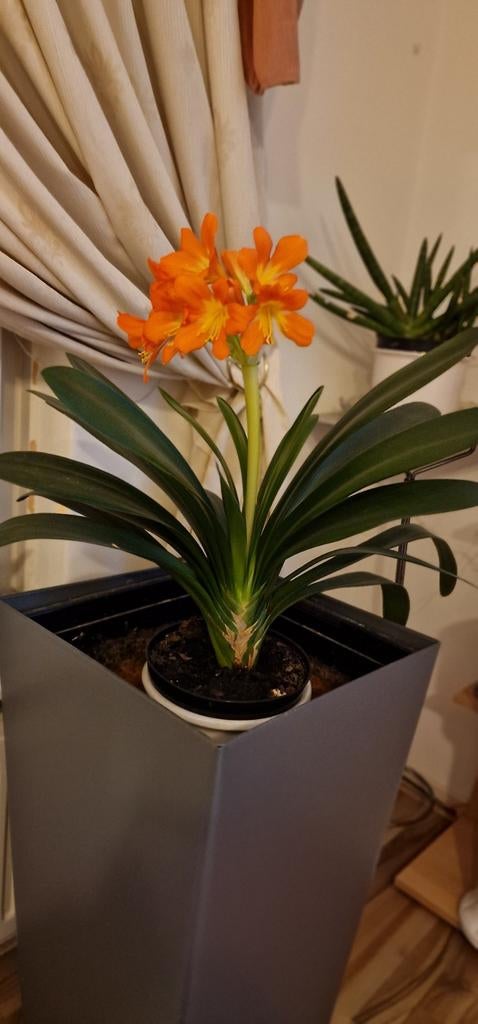 Clivia miniata - Oranje Kafferlelie in pot, Overige soorten, In pot, Minder dan 100 cm, Bloeiende kamerplant