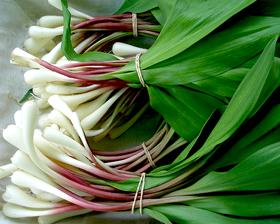 Beren Knoflook, Ophalen of Verzenden, Voorjaar, Volle zon, Zaad