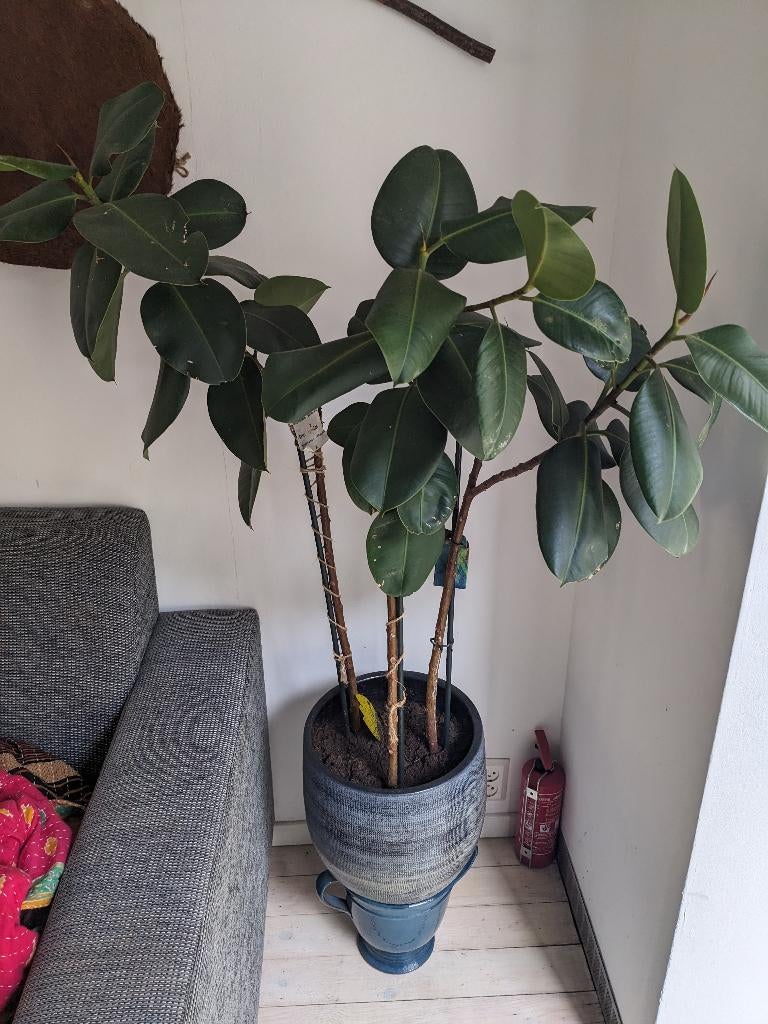 Ficus elastica with pot, Ophalen, Ficus, 100 tot 150 cm, Halfschaduw
