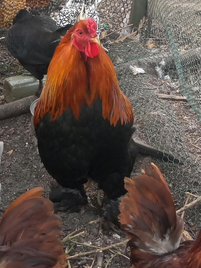 Brahma krielen (1 haan, 3 hennen) Patrijs/Isabelpatrijs, Dieren en Toebehoren, Pluimvee, Meerdere dieren, Kip