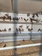 Vele tropen, Dieren en Toebehoren, Meerdere dieren