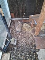 2 Vlaamse reuzen mannen, Dieren en Toebehoren, Konijnen, Mannelijk, Groot, 0 tot 2 jaar