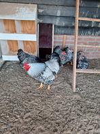 broedeieren, Dieren en Toebehoren, Geslacht onbekend, Kip