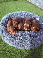 Prachtige langharige dwergteckel pups, Parvo, België, Particulier, 8 tot 15 weken