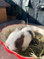 Loffelohr/drager konijntje ram, Mannelijk