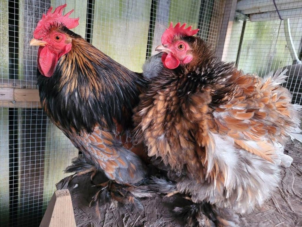 Broedeieren 🐣 cochin kriel Goudblauw gezoomd, Dieren en Toebehoren, Pluimvee, Geslacht onbekend, Kip