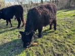 Zwart galloway stiertje, Dieren en Toebehoren, Runderen, Mannelijk, 0 tot 2 jaar
