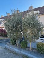 olijfbomen, Tuin en Terras, Lente, 100 tot 250 cm, Olijfboom, Ophalen