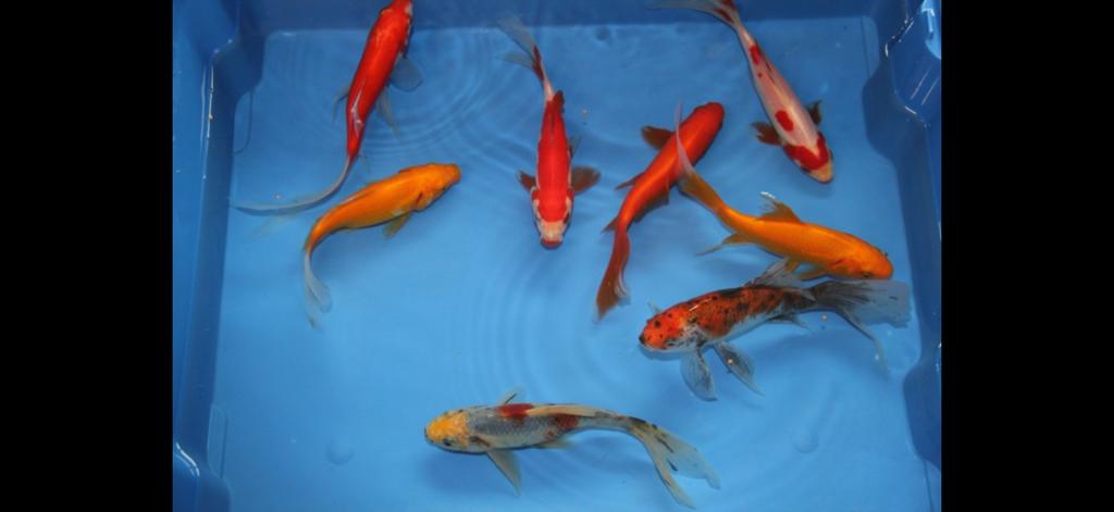 Goudvissen en sarasa’s +/- 150 stuks., Dieren en Toebehoren, Vissen | Vijvervissen, Goudvis(sen)