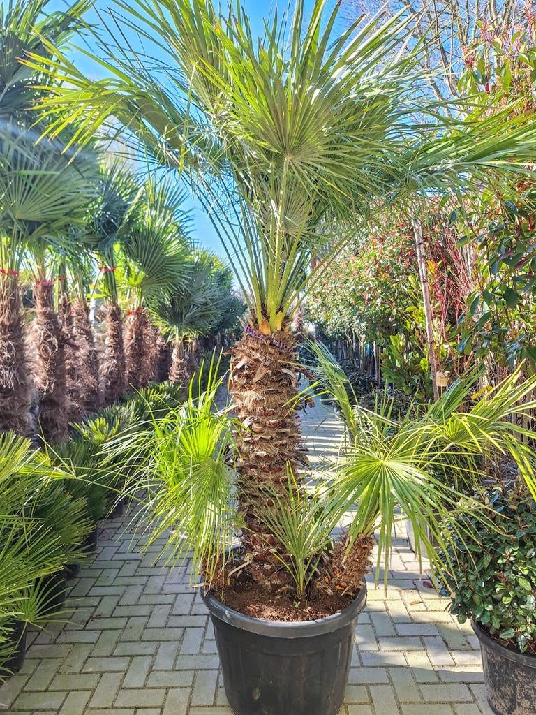 Chamerops humilis exclusief, dwergpalm palmboom, Ophalen, Overige soorten, Volle zon