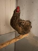 Twee kleurlegger hennen. Olive egger, groenlegger, Dieren en Toebehoren, Pluimvee, Vrouwelijk, Kip