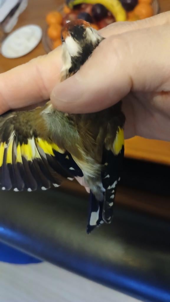 Een-pop-Echt parva putter kleine van 2025 .MO., Dieren en Toebehoren, Vogels | Overige Vogels, Vrouwelijk, Wildzangvogel, Geringd