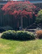 Japanse Esdoorn 1,80 m hoog, Ophalen, Halfschaduw, Overige soorten, 100 tot 250 cm