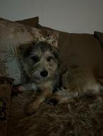 Prins boomer, Reu, Eén hond, Klein, 3 tot 5 jaar