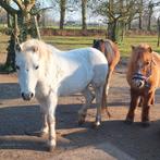 Lieve verzorgpony aangeboden!, Dieren en Toebehoren, Paarden en Pony's | Overige Paardenspullen, Ophalen of Verzenden
