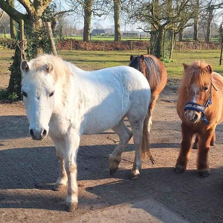 Lieve verzorgpony aangeboden!, Dieren en Toebehoren, Paarden en Pony's | Overige Paardenspullen, Ophalen of Verzenden