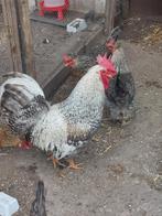 Kuikens van de Cream Legbars., Dieren en Toebehoren, Pluimvee, Meerdere dieren, Kip