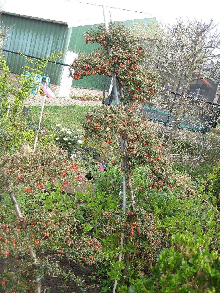 bonsai, Tuin en Terras, Planten | Bomen, Bloeit niet, Halfschaduw, 100 tot 250 cm, Ophalen