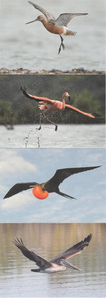 Geïllustreerde briefkaarten Nederland en Caribian set van 4, Ophalen of Verzenden, Briefkaart