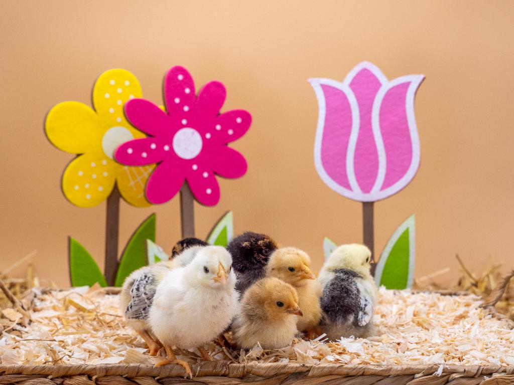 Jonge tamme Wyandotte kriel kuikens gesekst & ingeënt, Dieren en Toebehoren, Pluimvee, Vrouwelijk, Kip