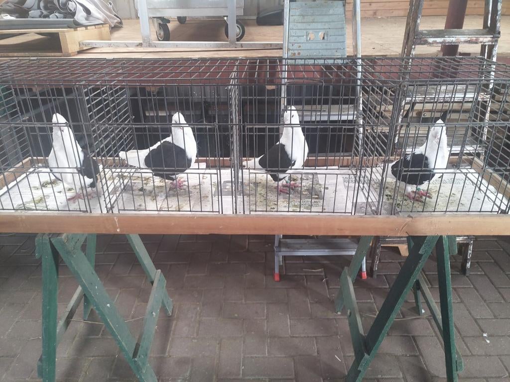 Mooie OUD -HOLLANDSE MEEUWEN, Dieren en Toebehoren, Meerdere dieren, Overige soorten