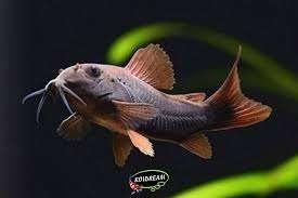Corydora Venezuela Black - Pantsermeerval - Koidream Valburg, Vis, Zoetwatervis