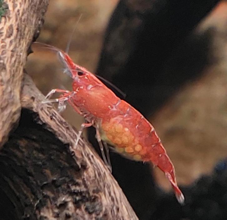 Rode vuurgarnalen, bloody mary garnalen, Dieren en Toebehoren, Vissen | Aquariumvissen, Zoetwatervis, Kreeft, Krab of Garnaal