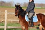 🐴 Pony King – 5 jaar – Ruin – 1m42, Dieren en Toebehoren, Pony's, Ruin, Zadelmak, 3 tot 6 jaar, Gechipt