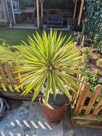 Mooie winterharde palmlelie (Yucca filamentosa) in pot, Tuin en Terras, Planten | Tuinplanten, Ophalen, Vaste plant, Overige soorten