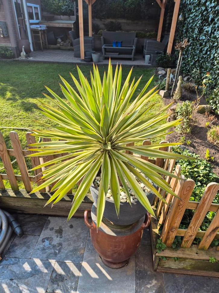 Mooie winterharde palmlelie (Yucca filamentosa) in pot, Tuin en Terras, Planten | Tuinplanten, Vaste plant, Overige soorten, Volle zon