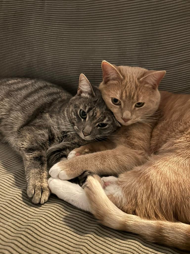 2 Europese korthaar katten., Poes