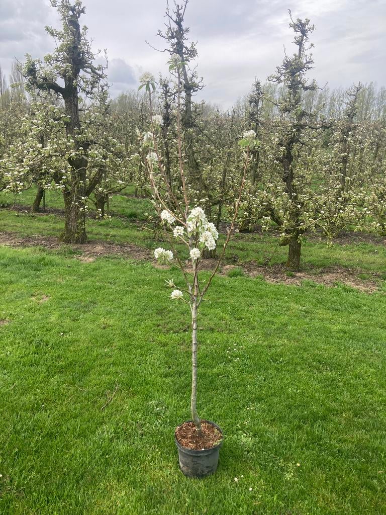 PERENBOMEN, Overige soorten, Lente, 250 tot 400 cm, Ophalen