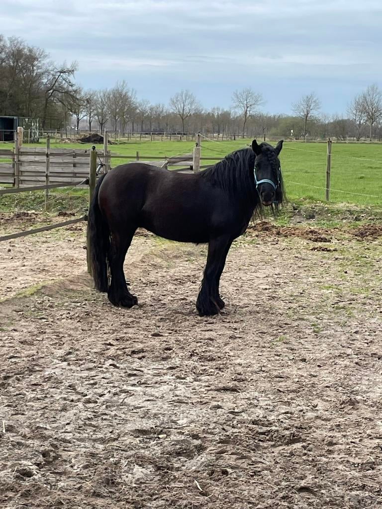 Lieve Fellpony merrie, 5 jaar, Dieren en Toebehoren, Pony's, Merrie, Zadelmak, D pony (1.37m tot 1.48m), 3 tot 6 jaar, Met stamboom