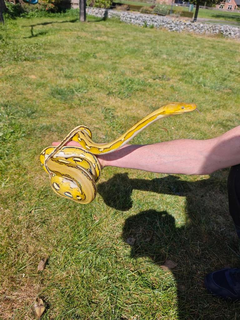Python retic Platinum Tiger Dwarf Reticulated Python - female for sale from MK Woodworks