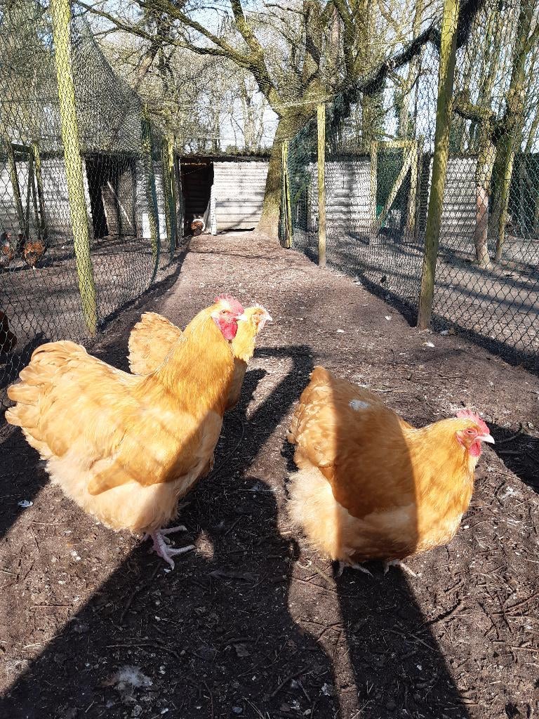 orpington kuikens, Dieren en Toebehoren, Pluimvee, Kip, Meerdere dieren