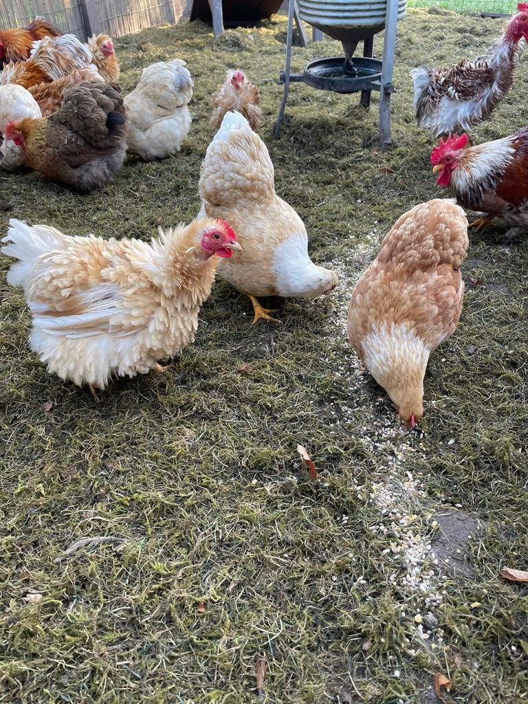 Kippen te koop, Dieren en Toebehoren, Pluimvee, Meerdere dieren, Kip