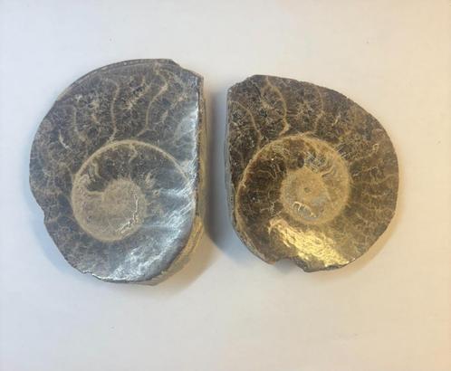 Ammoniet fossiel (3), Verzamelen, Mineralen en Fossielen, Fossiel, Ophalen of Verzenden