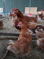 14 Bruine legkippen aan de leg te koop, Dieren en Toebehoren, Pluimvee, Vrouwelijk, Kip