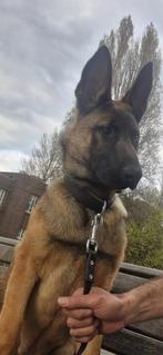Belgische herder Malinois, Dieren en Toebehoren, 15 weken tot 1 jaar, Reu, Eén hond, Herder