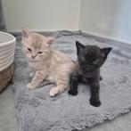 Brits korthaar x bengaal kittens, Dieren en Toebehoren, Katten en Kittens | Raskatten | Korthaar, Meerdere dieren